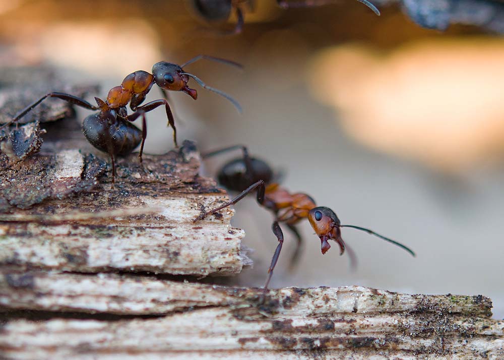 ants on anthill basking on spring sun