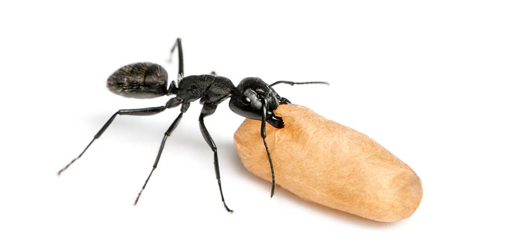 carpenter ant carrying egg on white background
