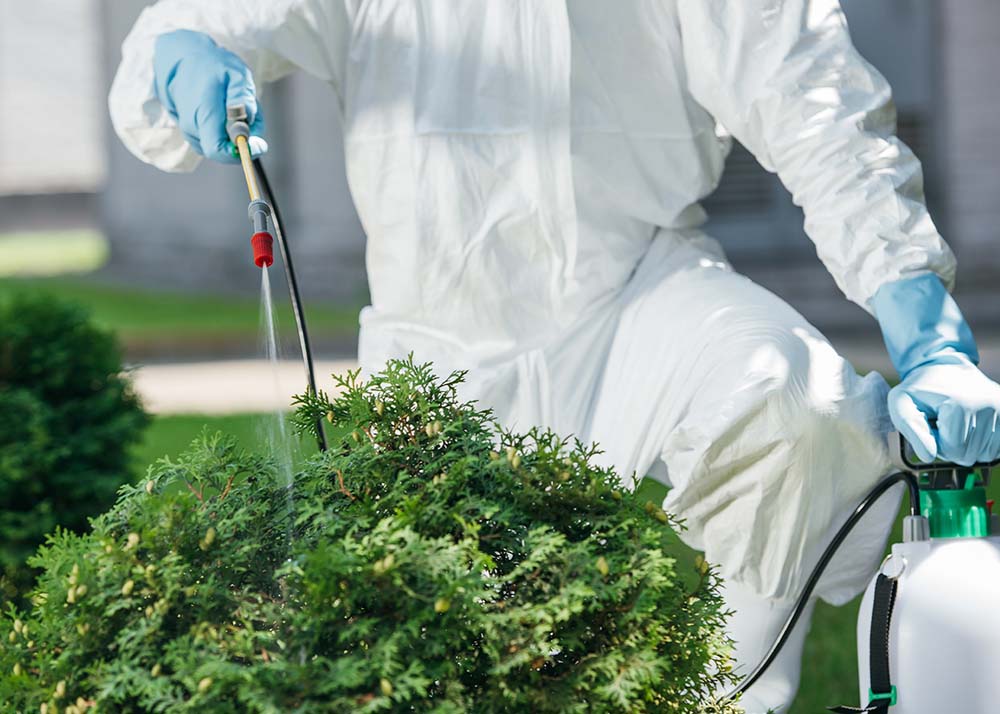 an exterminator spraying pesticides on plants in the yard