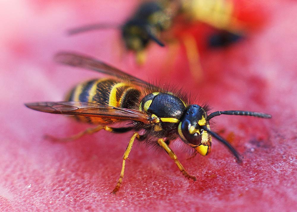wasps on a watermelon