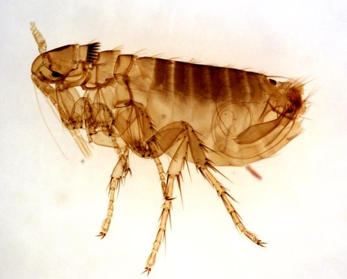 flea illustration