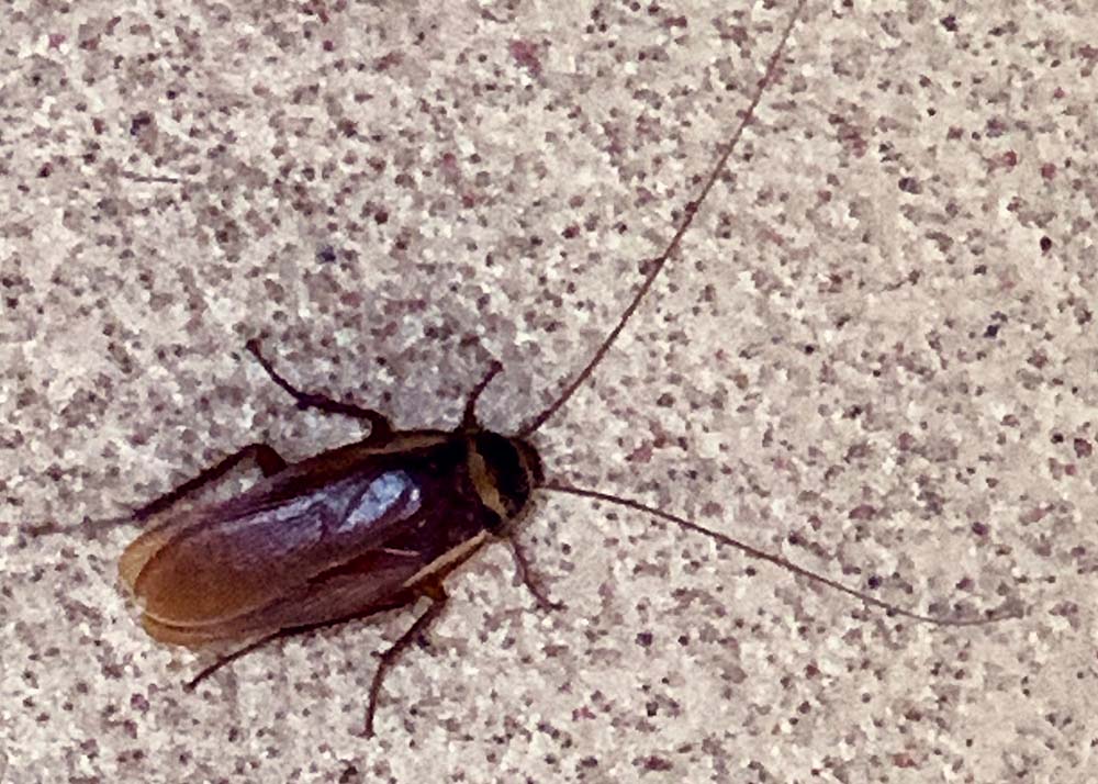 american cockroach crawling on floor