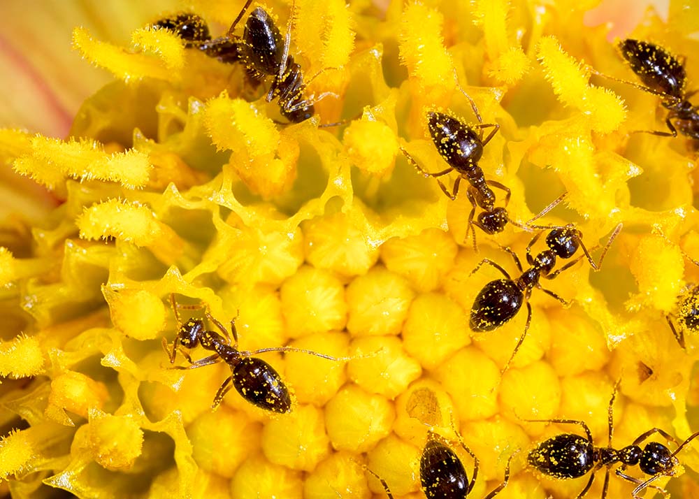 ant workers on yellow flower