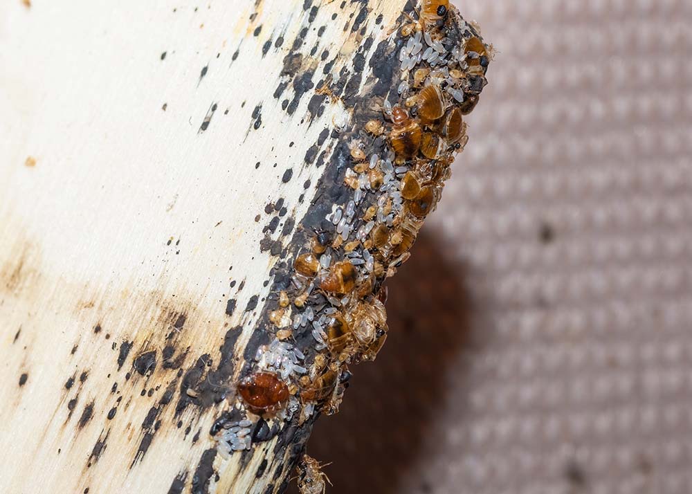 Bedbug eggs, blood and larvae on a timber bed slate