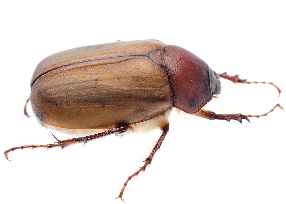 a beetle on white background