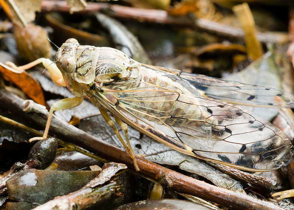 cicada killer camouflaging on dead leaf bed