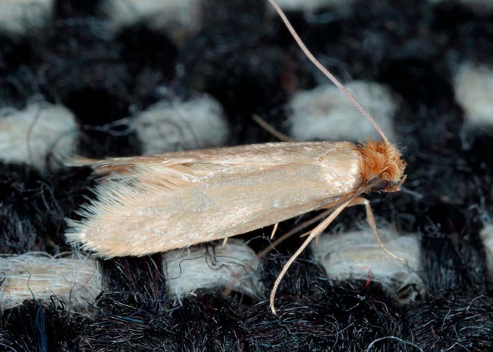clothes moth on a fabric