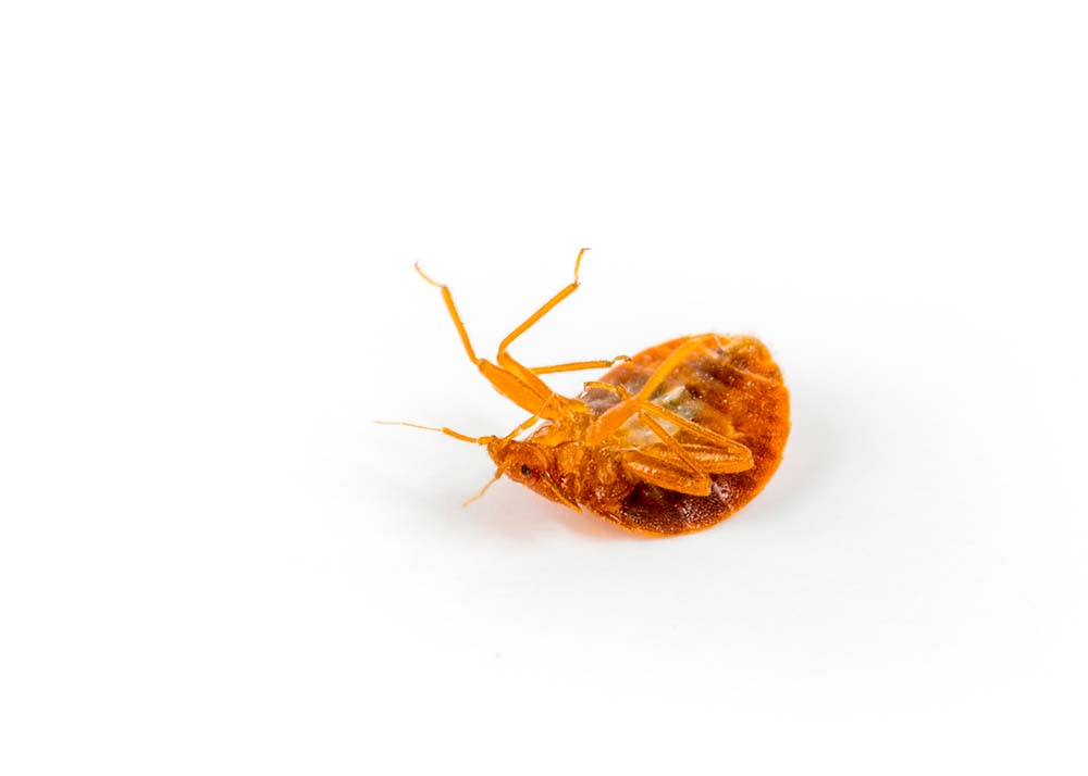 dead bed bug on white background