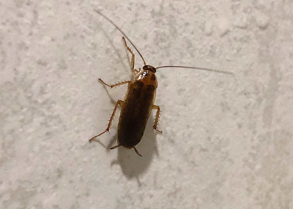 german cockroach run on the floor