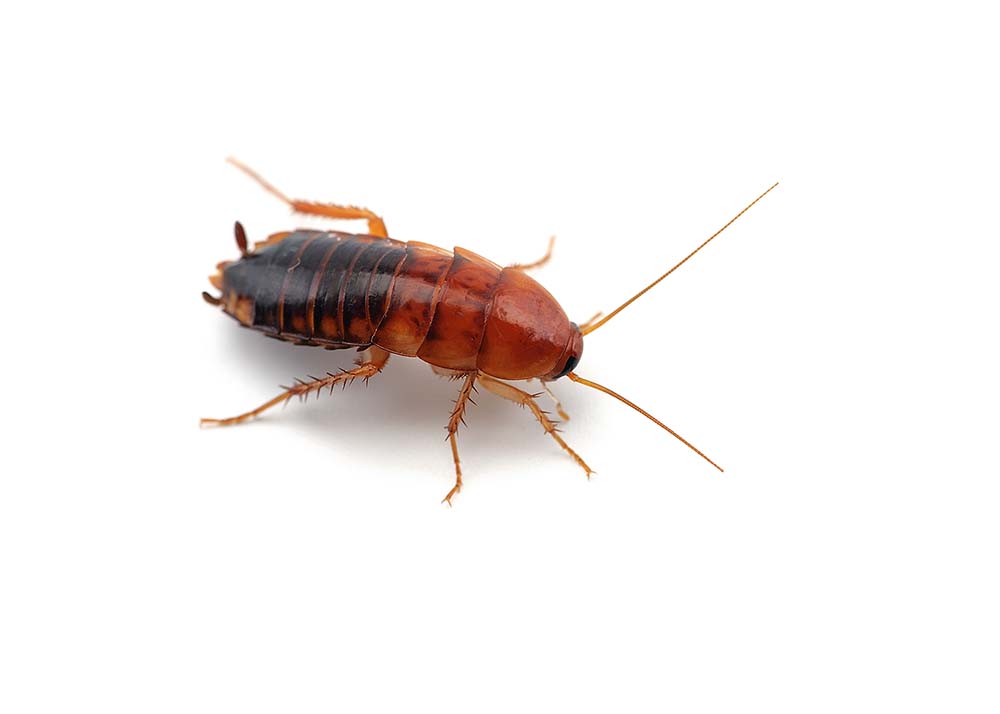 oriental cockroach on white isolated background