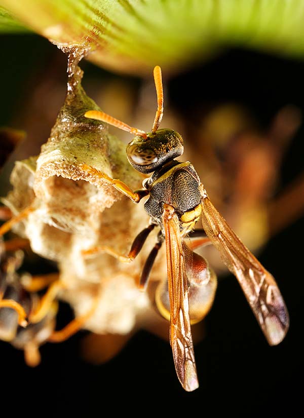 a paper wasp tending a nest