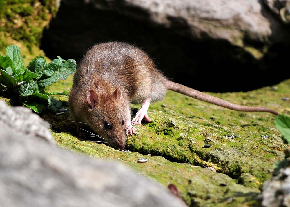 norway rat in a burrow