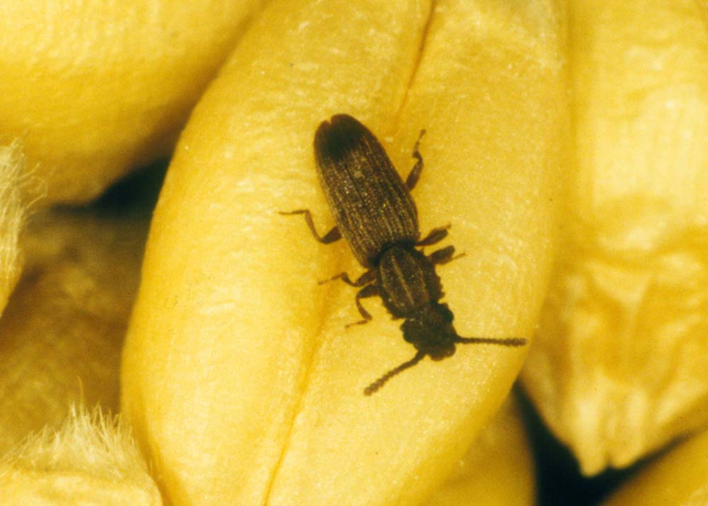 sawtoothed grain beetle on yellow background