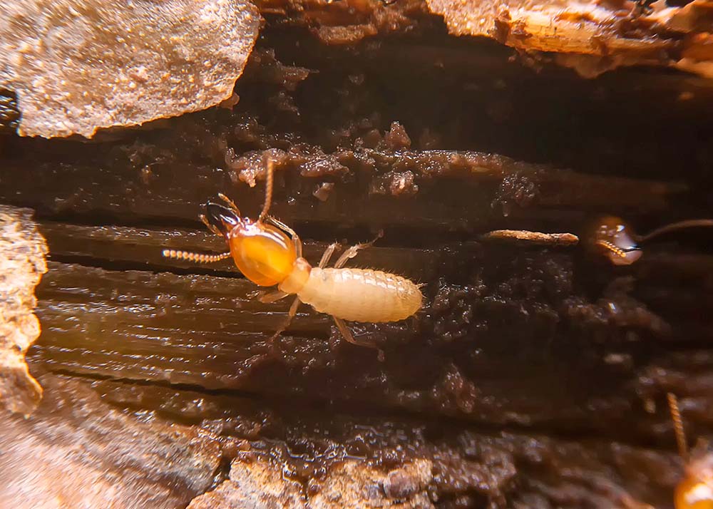 small termite on a decay timber