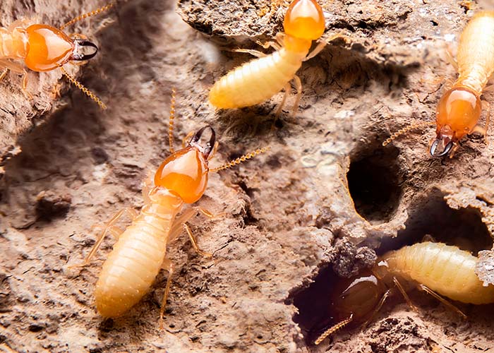 termites on the ground is searching for food to feed the larvae in the cavity