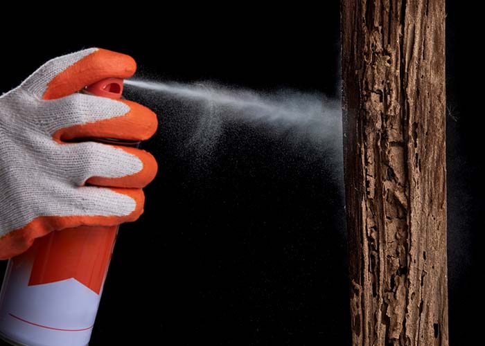 pest control worker spraying chemical to control termites on wood