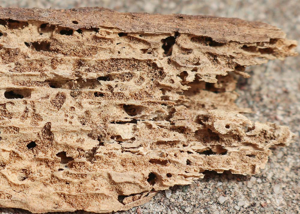 termite damaged timber showing holes and tunnels made by the wood chewing insects
