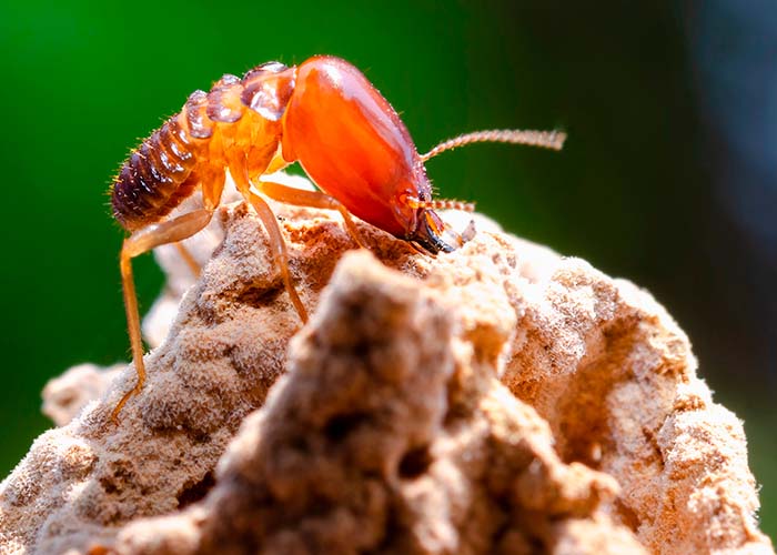 soldier termite on termite mound