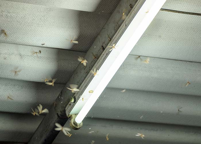 termites flying near lamp on wooden ceiling