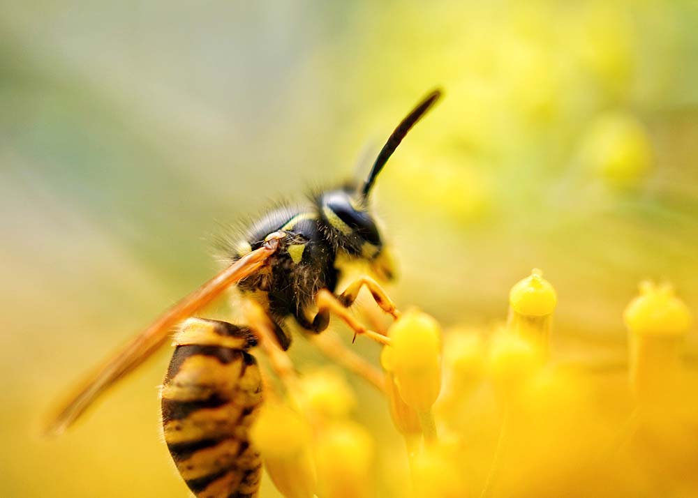 close up of a yellow jacket on flower
